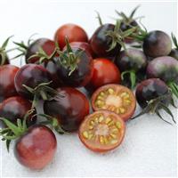 Indigo™ OP Blue Berries Tomato