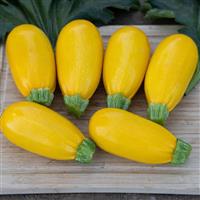 Golden Griller Squash