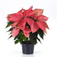 Christmas Aurora™ Queen Poinsettia