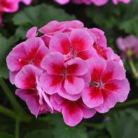 Moonlight™ Purple+Big Eye Zonal Geranium