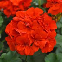 Moonlight™ Orange 26 Zonal Geranium