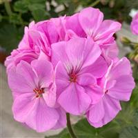 Moonlight™ Lavender 26 Zonal Geranium