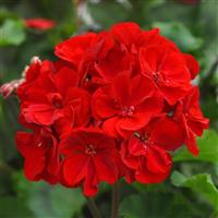 Moonlight™ Dark Red 26 Zonal Geranium