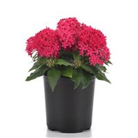 Lucky Star<sup>®</sup> Lipstick Pentas
