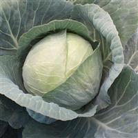 Xtreme Vantage Cabbage