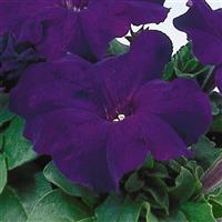 Limbo GP Blue Petunia