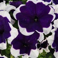 Limbo GP Blue Picotee Petunia