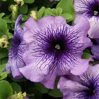 Limbo GP Blue Vein Petunia