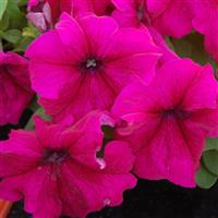 Limbo GP Burgundy Petunia