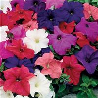 Limbo GP Mix Petunia