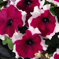 Limbo GP Burgundy Picotee Petunia
