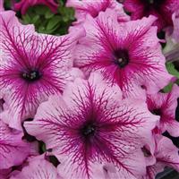 Limbo GP Orchid Vein Petunia