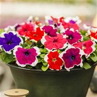 Limbo GP Picotee Mix Petunia