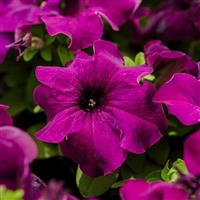 Limbo GP Deep Purple Petunia