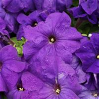 Limbo GP Mid-Blue Petunia