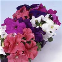 Limbo GP Grower Mix Petunia
