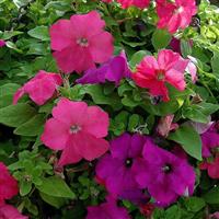 Limbo GP Heather’s Mix Petunia