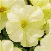Limbo GP Yellow Lime Petunia