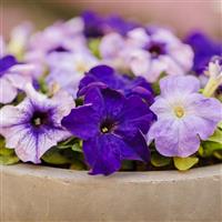 Limbo GP Blue Fashion Mix Petunia