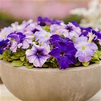 Limbo GP Blue Fashion Mix Petunia