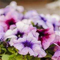 Limbo GP Veined Mix Petunia