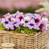 Limbo GP Veined Mix Petunia