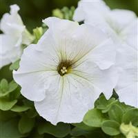 Limbo GP Silvery Moon Petunia