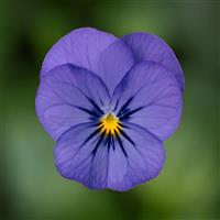 Penny Pro Blue Viola