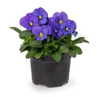 Penny Pro Blue Viola