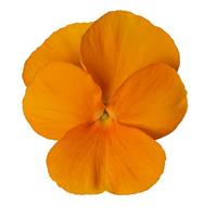 Penny Pro Orange Viola