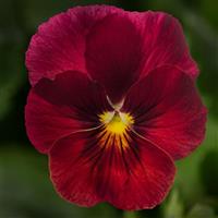 Penny Pro Red Viola