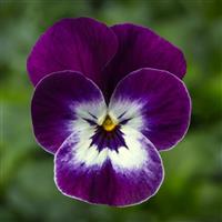 Penny Pro Violet Face Viola