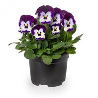 Penny Pro Violet Face Viola