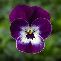 Penny Pro Violet White Viola