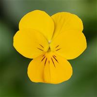 Penny Pro Yellow Viola