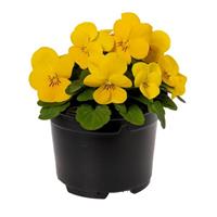 Penny Pro Yellow Viola