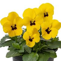 Penny Pro Yellow Blotch Viola