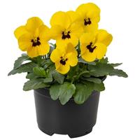 Penny Pro Yellow Blotch Viola