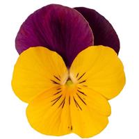 Penny Pro Orange Jump Up Viola