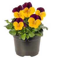 Penny Pro Orange Jump Up Viola