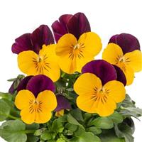 Penny Pro Yellow Jump Up Viola
