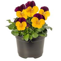 Penny Pro Yellow Jump Up Viola