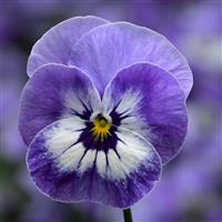 Penny Pro Blue Marina Viola