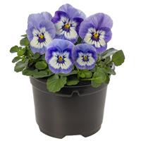 Penny Pro Blue Marina Viola