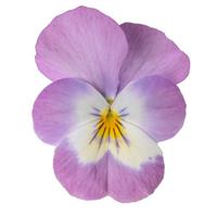 Penny Pro Pink Face Viola