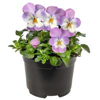 Penny Pro Pink Face Viola