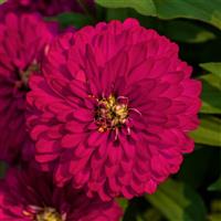 Zydeco Cherry Zinnia