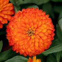 Zydeco Fire Zinnia