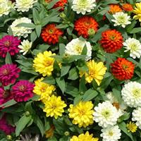 Zydeco Mix Zinnia