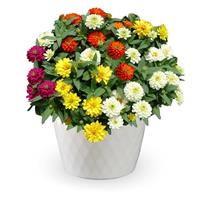 Zydeco Mix Zinnia